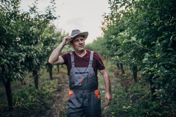 istock Senior farmer walking in orchard 1185851555