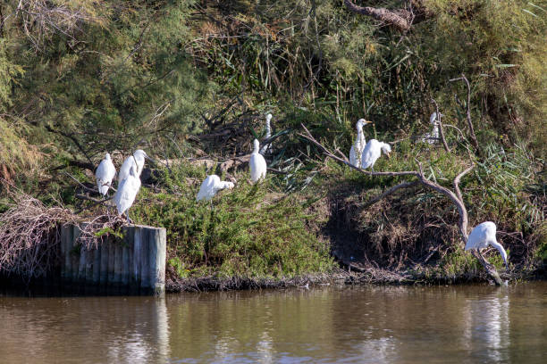 istock Group of Little Egrets 1185851585