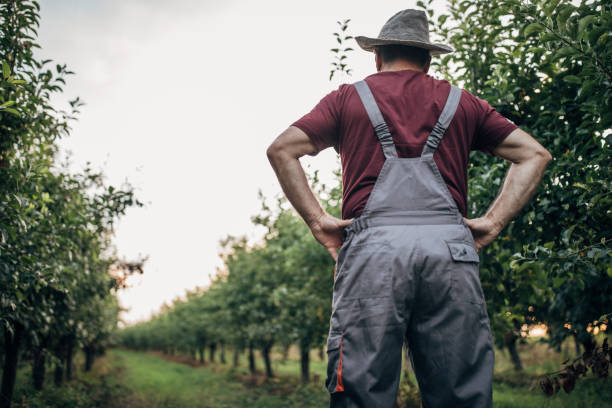 istock Senior farmer in orchard 1185851751