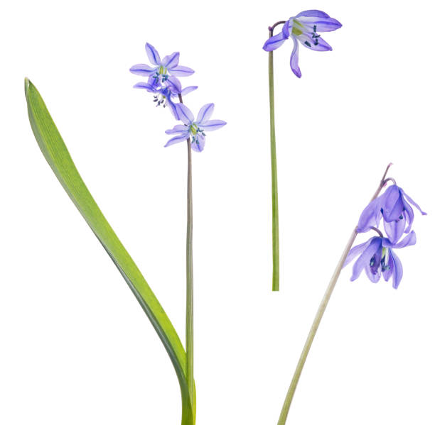 istock three lilac scilla flowers isolated on white 1185852469