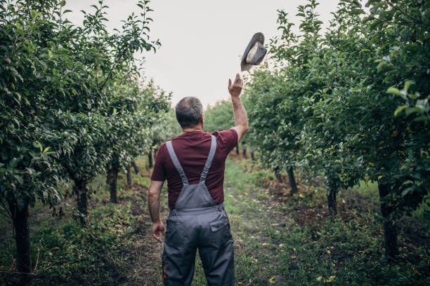One senior farmer with coveralls and hat standing at apple orchard.