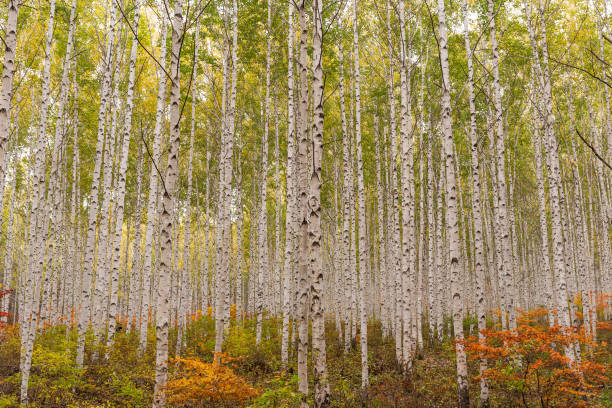 istock A grove of birch trees with autumn foliage 1185852659
