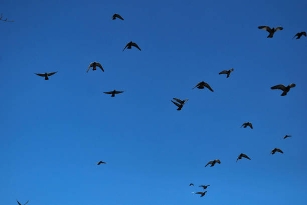istock A flock of birds 1185853536