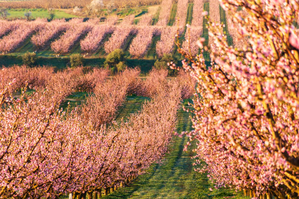 View of pink peach trees field in blossom on natural background in Aitona. stock photo