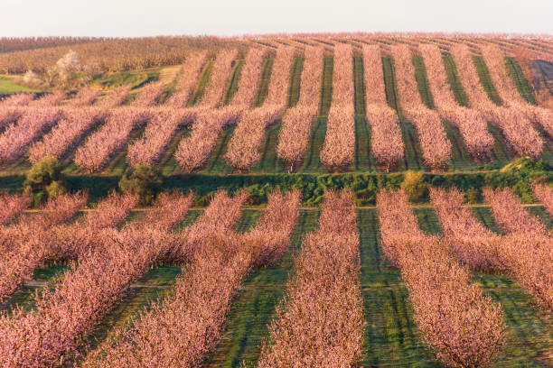 View of pink peach trees field in blossom on natural background in Aitona. stock photo