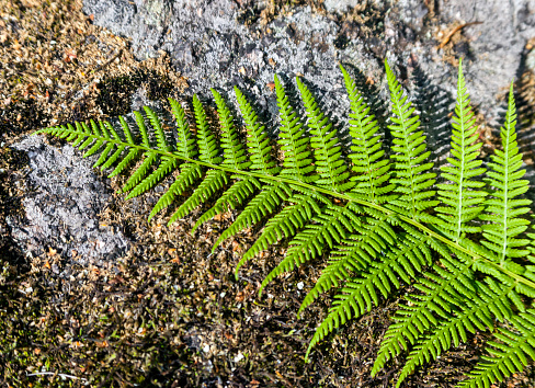 Fern leaf on a large boulder. The texture of the feathery lacy leaf of a fern plant lying on a stone background of basalt stone overgrown with moss and lichen.