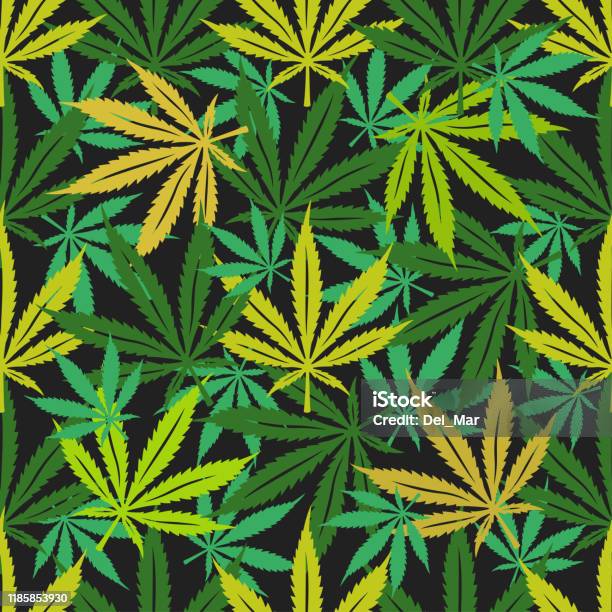 Marijuana Vector Pattern Cannabis Marijuana Seamless Pattern Vector Illustration Stock ...