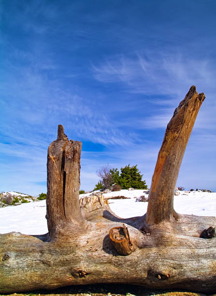 istock Horizontal tree trunk on snow covered land against deep blue sky. 1185854621