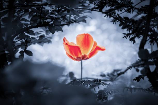 istock Red tulip soul in cold blue for peace heal hope 1185855270