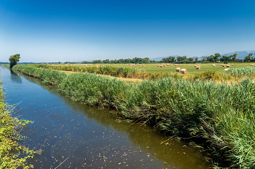 Agro Pontino, Latina, Lazio, Italy: rural landscape at summer