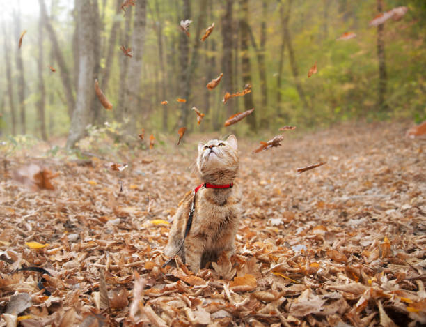 Cute ginger cat on a leash sitting in autumn forest and looking at falling leaves.