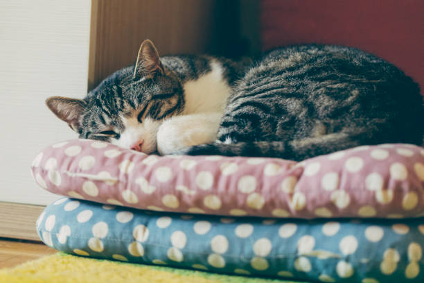 istock Beautiful tabby cat sleeping on pillows 1185857422