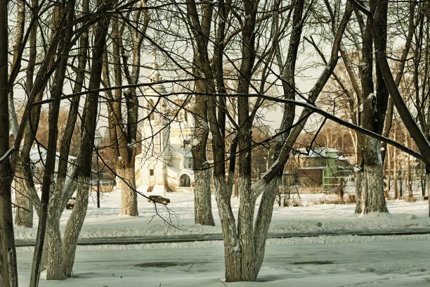 city winter alley tree landscape