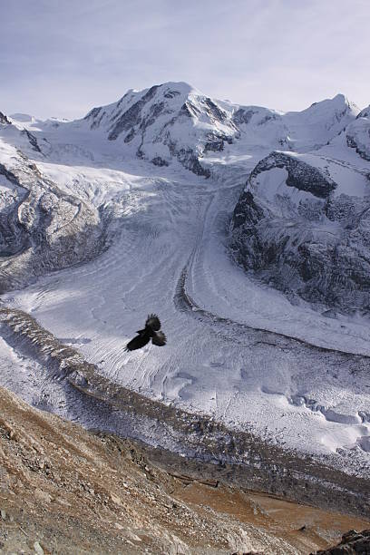 gornergrat-mit vogel - european alps switzerland icecap ice sheet stock-fotos und bilder