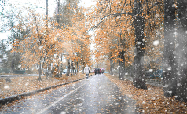 istock Autumn park in the first snow 1185858903