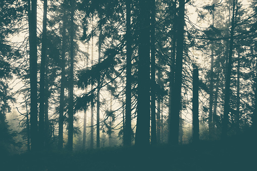 Dark background of pine forest.