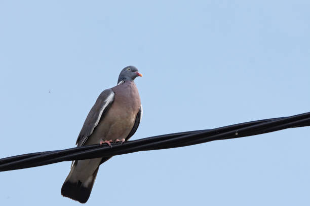 istock Feral pigeon perching on an electric wire 1185860159