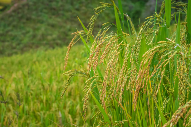 The terraced golden rice stock photo