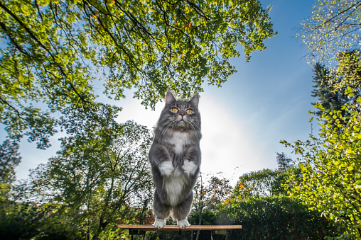 blue tabby maine coon cat with white paws jumping away from table outdoors in nature on a sunny day with clear sky