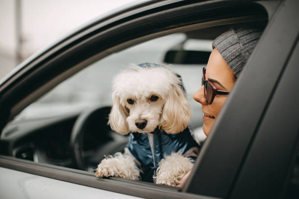 istock My car is better than yours 1185861361