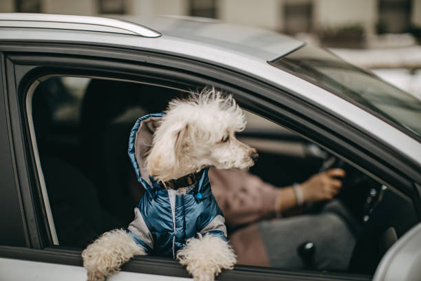 istock My car is better than yours 1185861430