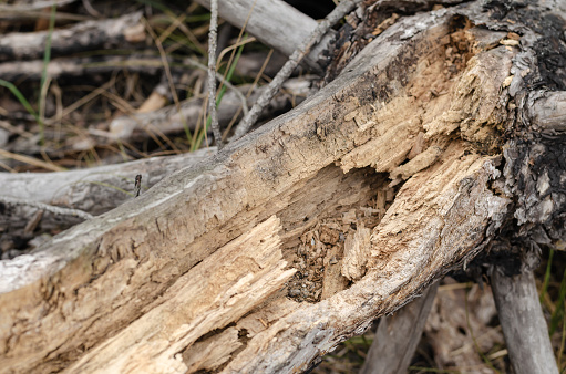 A closeup of a rotten pine. Selective focus. Landscape photo version