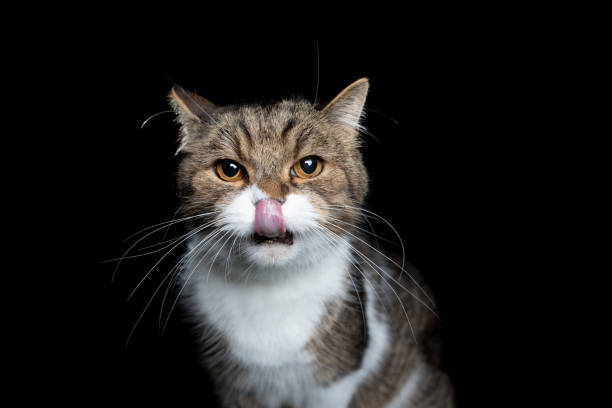 istock british shorthair portrait 1185861639