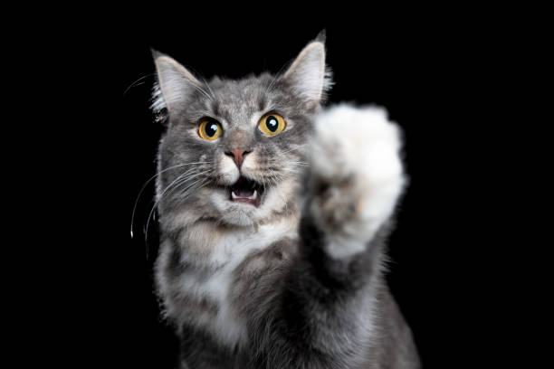 istock maine coon portrait 1185861767
