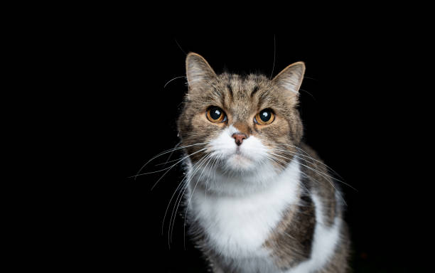 istock british shorthair portrait 1185861874