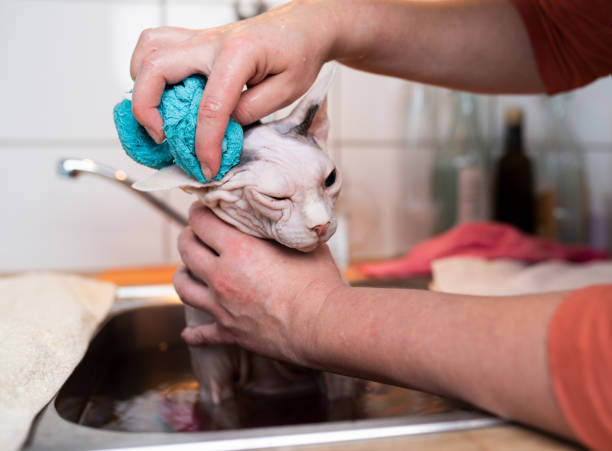 hairless cat displeased hairless sphynx cat taking a bath in the kitchen sink getting it's ears cleaned by owner sphynx hairless cat stock pictures, royalty-free photos & images