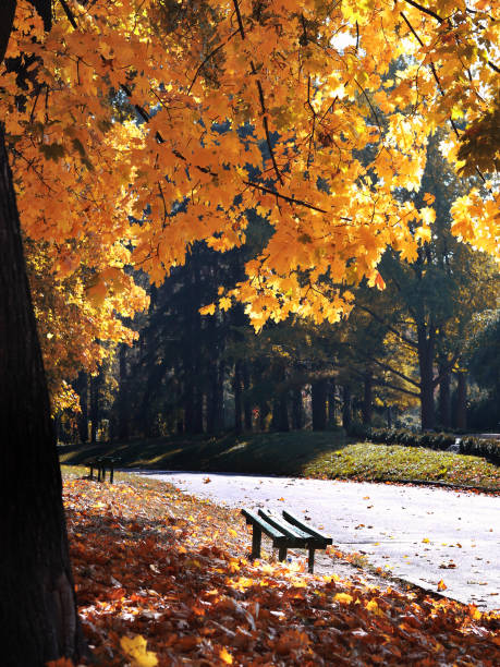 istock autumn sunny day in the park 1185861922