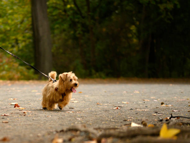 Norfolk terrier pulling at his leash to see squirrels in New York City's Central Park.