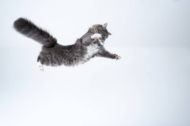 flying cat mid air studio shot of a young blue tabby maine coon cat with white spread paws jumping flying in front of background with copy space cat jumping stock pictures, royalty-free photos & images