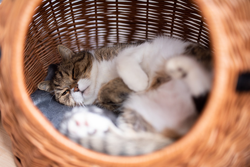 tired tabby white british shorthair cat lying in comfortable pet carrier basket taking a nap