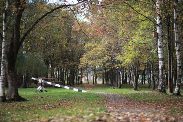istock Autumn background in the park 1185862668