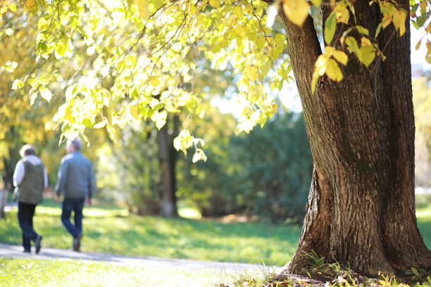 istock Autumn background in the park 1185862900