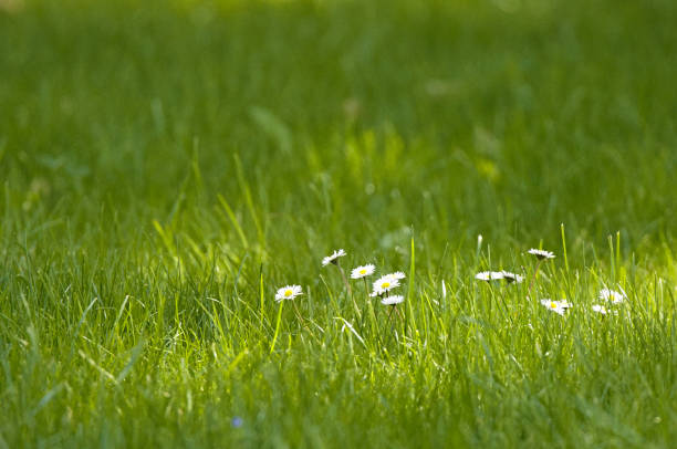 Green grass and white flowers lit by the sunlight in spring