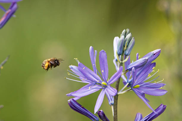 istock bee pollinating a purple flower in spring 1185862950