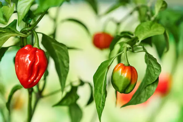 Habanero plant featuring fresh, ripe habanero peppers, ready for picking