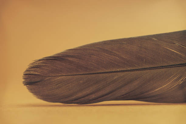istock Close up Beautiful Bird feather on a yellow background texture. Macro photography view. 1185864193