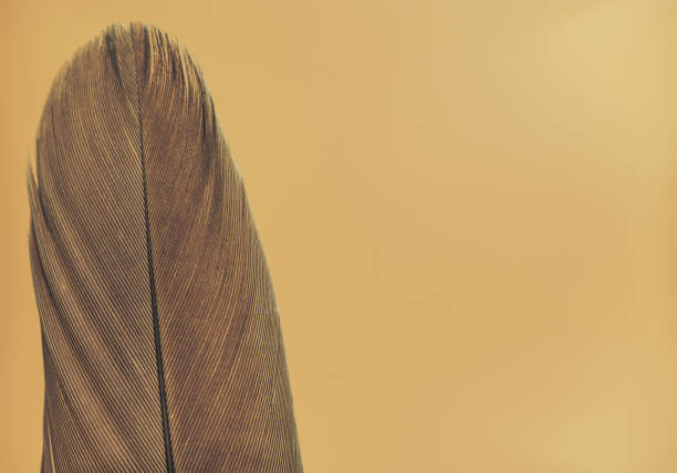 istock Close up Beautiful Bird feather on a yellow background texture. Macro photography view. 1185864281