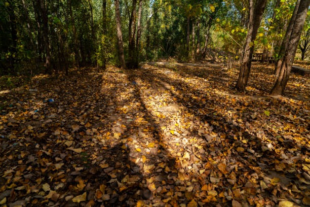 autumn woodland