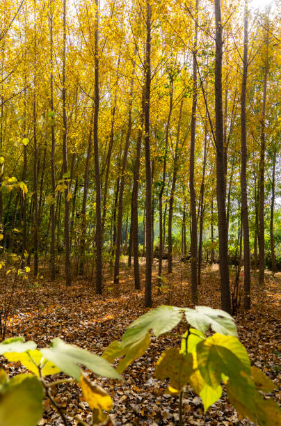 istock autumn woodland 1185864736