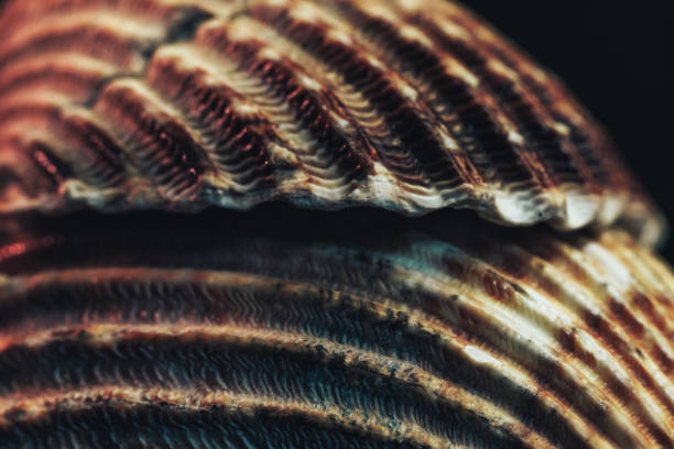 istock Close up Beautiful seashells on a black background texture. Macro photography view. 1185864741