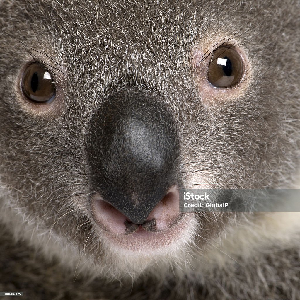 Zbliżenie-portret mężczyzny Koala bear, Ujęcie studyjne - Zbiór zdjęć royalty-free (Koala)