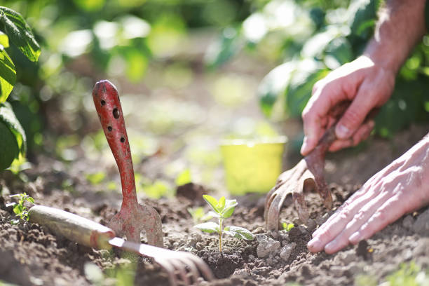 istock Small sprout for landing in the ground in hands 1185865633