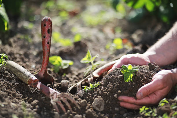 istock Small sprout for landing in the ground in hands 1185865651