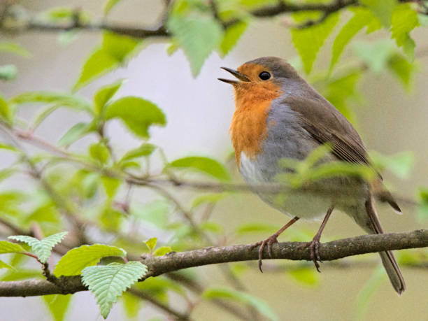 European robin redbreast, Erithacus rubecula, signing while perching on a branch stock photo