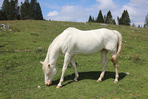 white horse grazing in mountain in summer without people