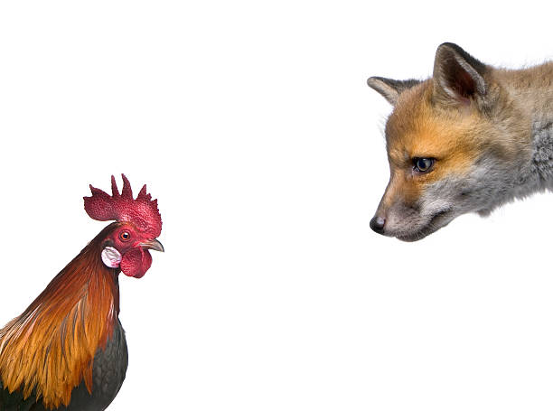 cria de raposa vermelha olhar galo contra fundo branco - poultry animal curiosity chicken imagens e fotografias de stock